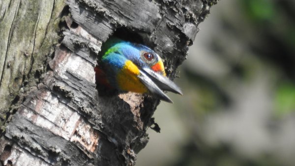 雲山水花鳥蝶 - 天龍國阿伯的日常7/18 & 21、22、292553950
