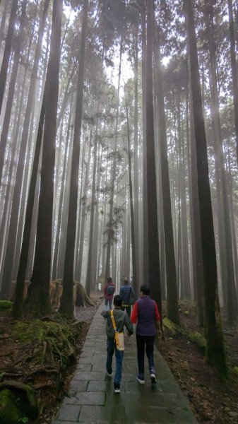 阿里山森林遊樂區2165560