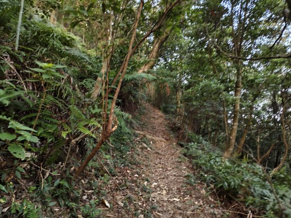 [百山百鳥尋旅-13/15] 2025_0929 圓覺寺步道2900791