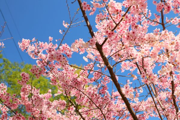 拉拉山的櫻花286542