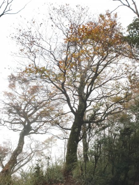 迷霧中的山毛櫸465345