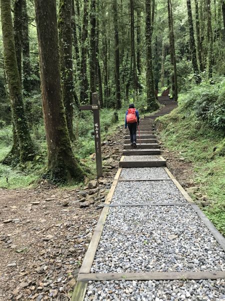 阿里山塔山步道133888