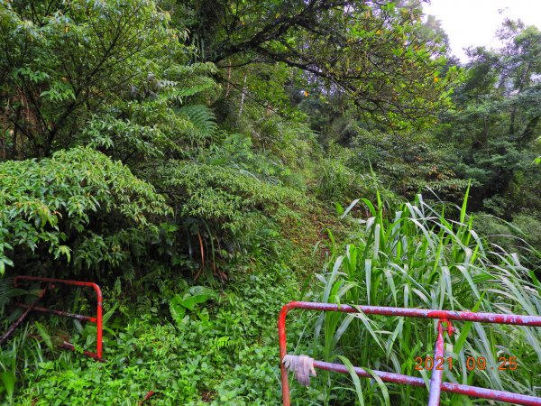 新北 烏來 落鳳山(呂奔山) (未竟)1468390