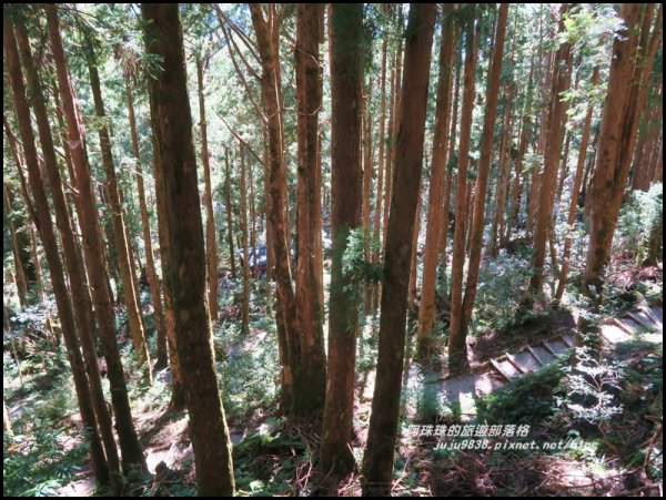 太平山茂興懷舊步道500785