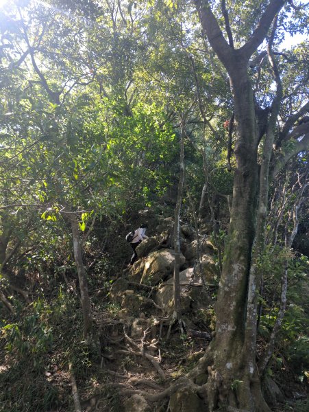 2025.10.18－微笑山線：【天上山系】望月亭桐花段2919568