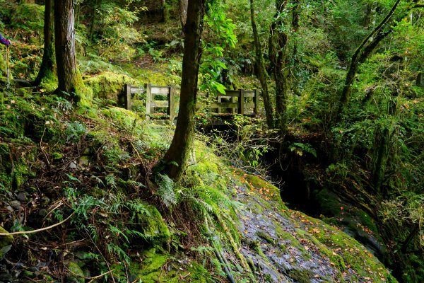 檜山巨木森林步道481548