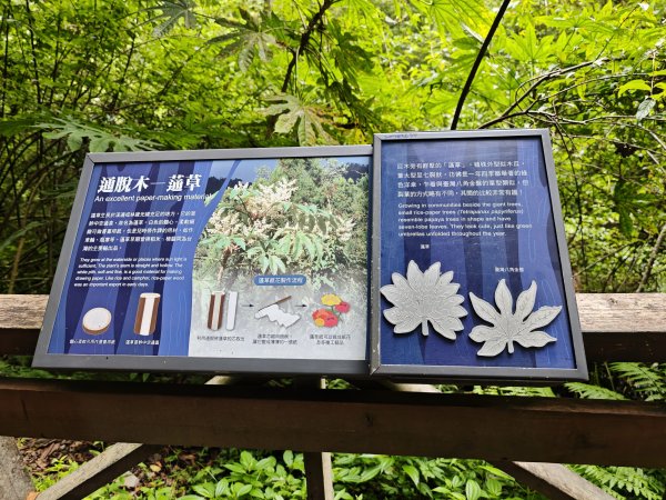 2025_0713 拉拉山神木群步道2837336