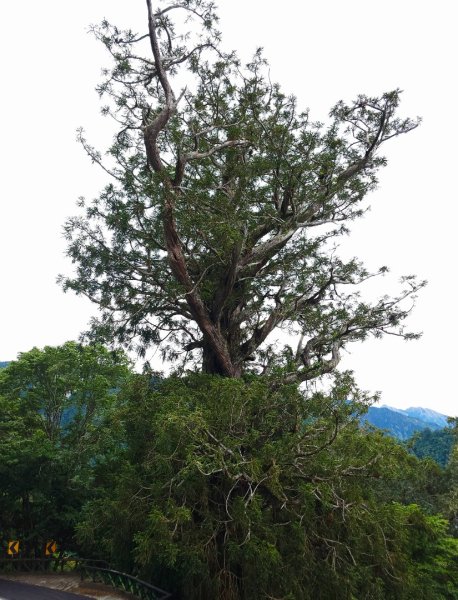 卡拉寶山-小百岳#86-花蓮縣秀林鄉2796182