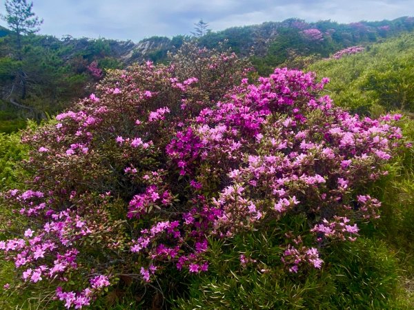 合歡山七連峰的空中花園賞花趣3073115