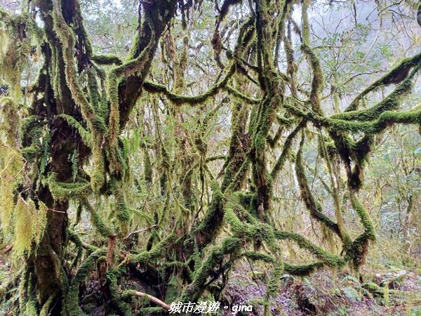 【宜蘭大同】走入南山部落魔法森林秘境。 羅葉尾溪步道2022029