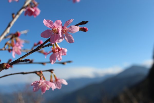 20220203高雄二集團櫻花公園順登二集團山1603616