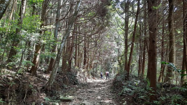 《台中》避暑兼消暑｜香杉林長壽山O繞林道202207191768340