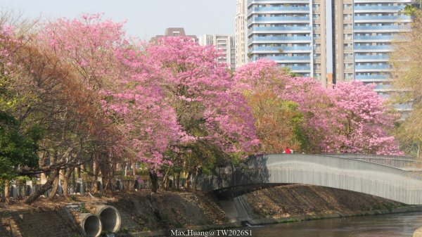 《台中》粉紅浪漫｜潮洋環保公園河岸步道202602-033022469