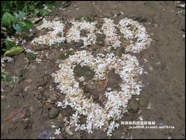 小粗坑古道賞桐花582249