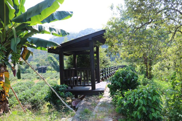 南投魚池~花茶香田園好風光~澀水田頂步道1026755