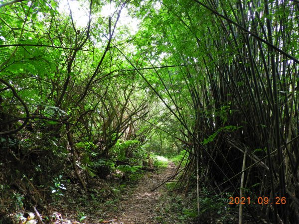 新北 坪林 四堵古道(石牌縣界公園段)1469816