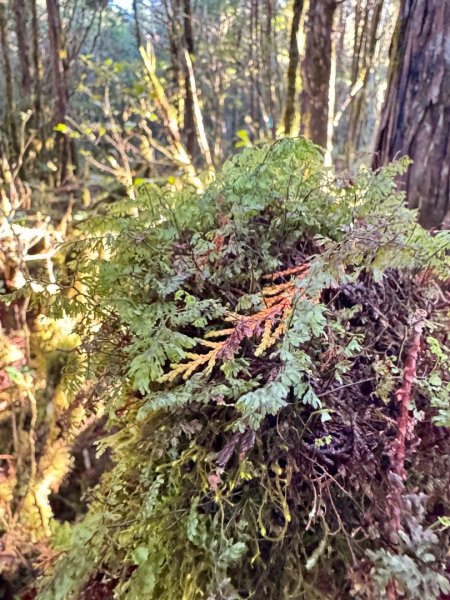 走入魔幻森林 探訪三星池與妹池2950159