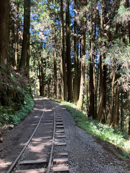 特富野古道(自忠).投信義-嘉阿里山2579428