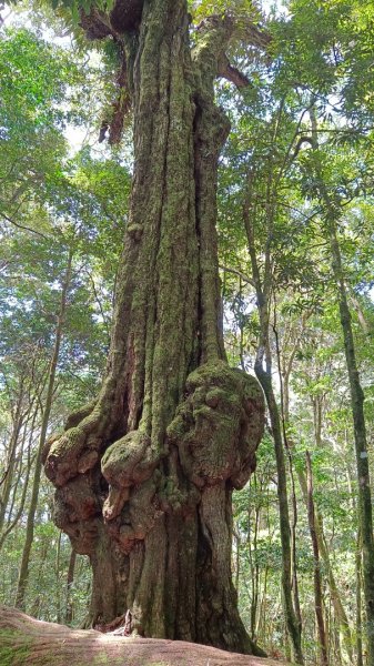 守城大山/守關山/守關山南峰1624745