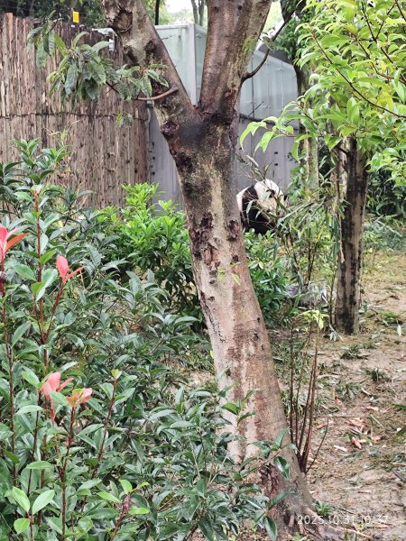 四川成都大熊貓繁育研究基地2940720