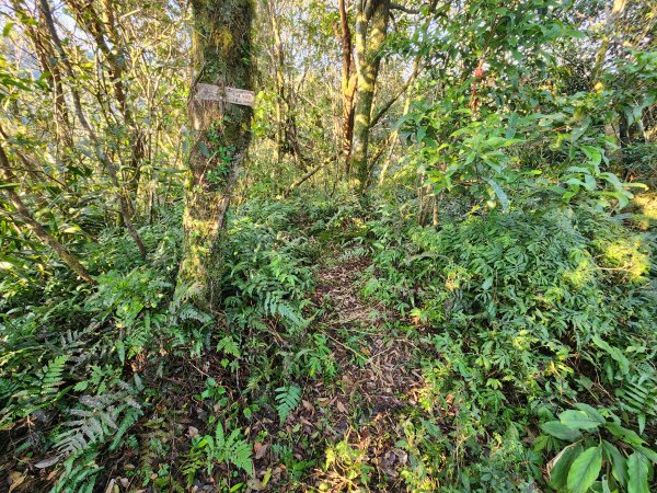 20260214磨碧潭山(坪林上三角崙山失敗中途撤退)回程順遊大尾山步道鬼子瀨尖3010922