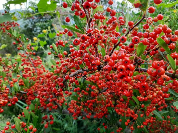 深秋。楓紅1190500