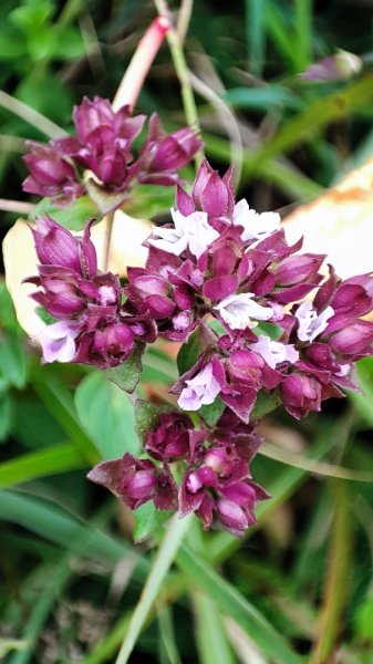 合歡山群峰（南峰、石門山、尖山、東峰）2626804