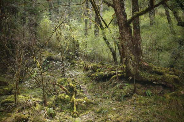 奇萊主北：奇萊北峰、月形池1322906