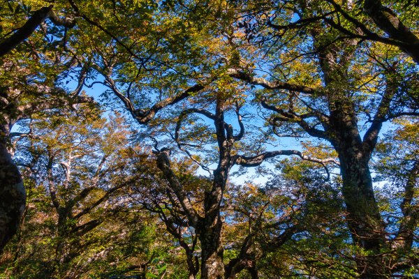 2023-11-03 初訪北得拉曼巨木步道，感受1號巨木的臨場震撼與內鳥嘴山的金黃浪漫2336031