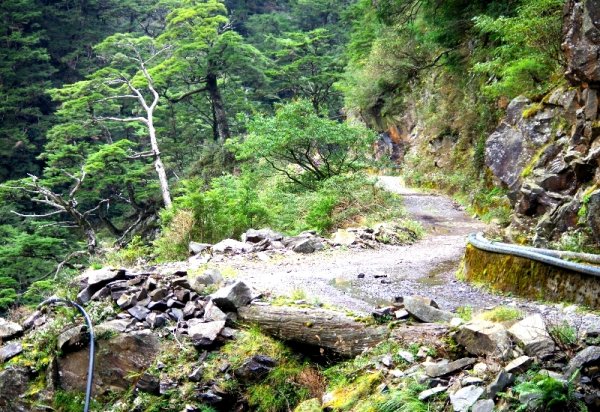 山風15度C吹拂 ~ 合歡溪 步道1551788