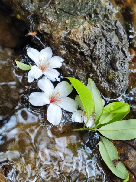 林口新林老公崎步道2773707