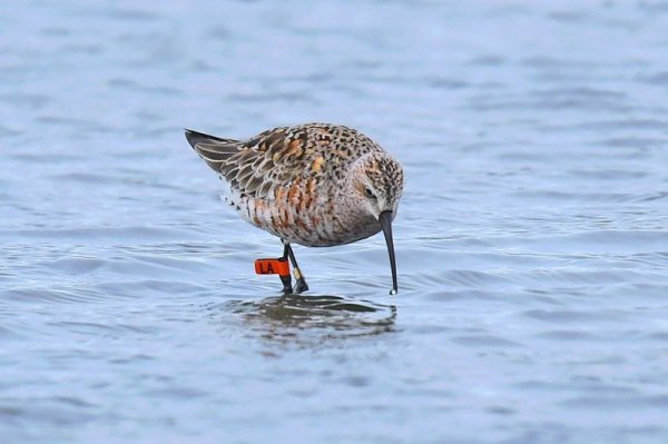 【動物】澳洲飛7500公里彎嘴濱鷸 學甲濕地現嬌客