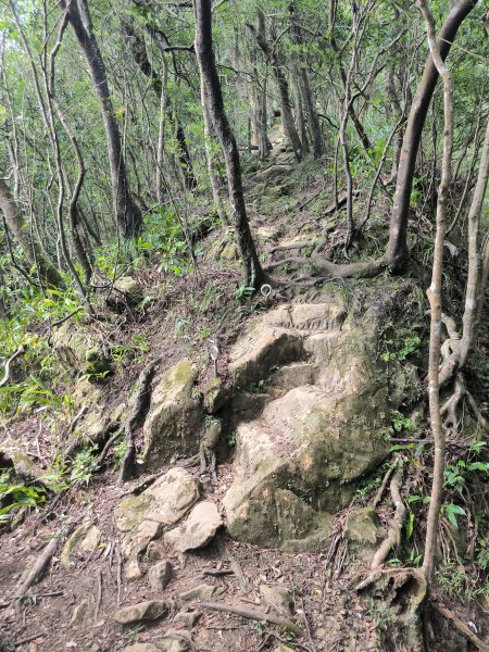 20251010微笑山線：【五分山系】菁桐煤礦段2910204