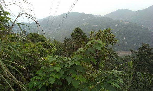 蓬萊仙島_石牛山_油井窩山O型201404301959945