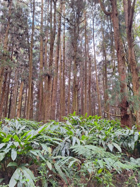 二萬坪山+屏遮那山+二萬坪神木區2439930