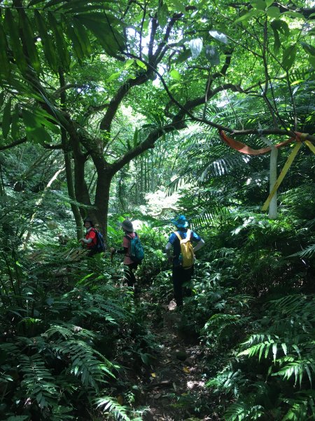 大溪金面山(3登山上2登山下)O形1006482