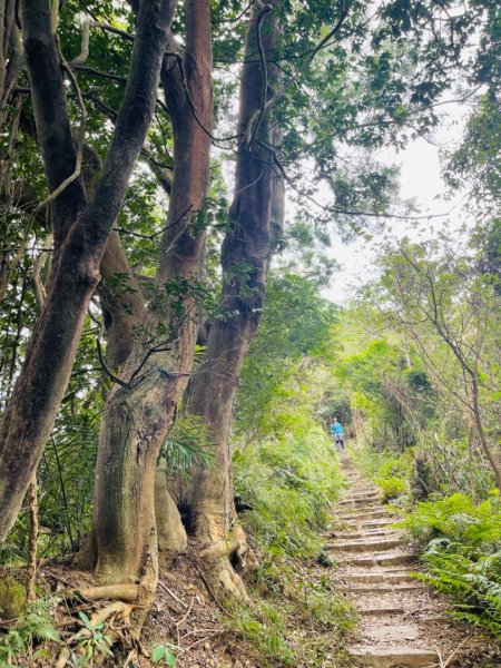 1111119飛鳳山-中坑山-大板根-石壁潭山1918495