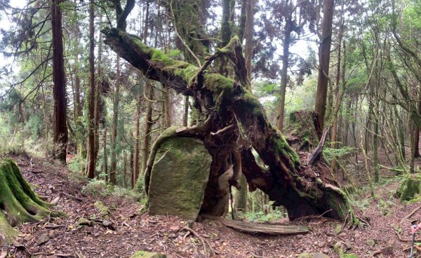 20250517義義兒玉山-東水山2791663
