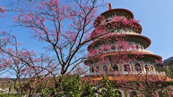 追花是簡單的快樂，賞花是恬淡的幸褔 2/112710558