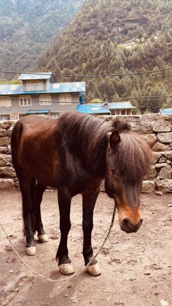 尼泊爾聖母峰EBC基地營❤️風景篇2790926