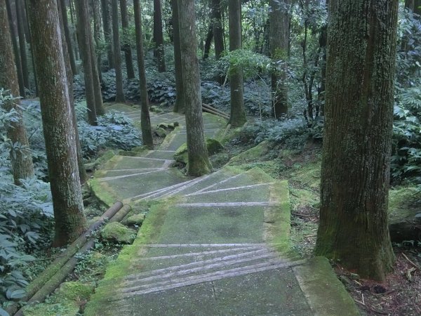 溪頭銀杏神木彩虹橋459539