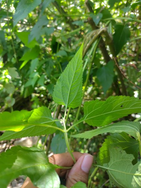 唐麻丹山 蝴蝶谷2918862