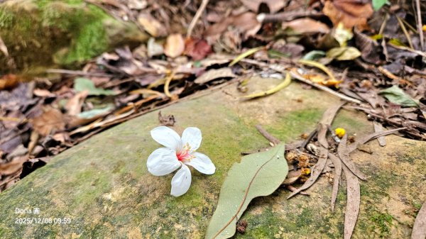 20251208雞寮坑山南稜線O走+鹿寮坑濕地賞景採果2969019
