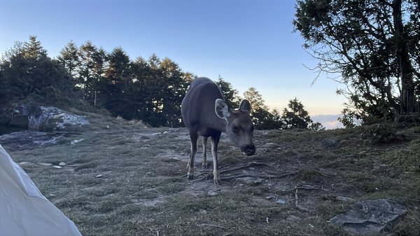 干卓萬橫斷 2024 11/29 四天三夜2865577