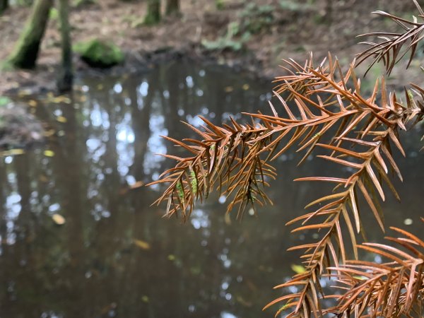 20250517義義兒玉山-東水山2791691