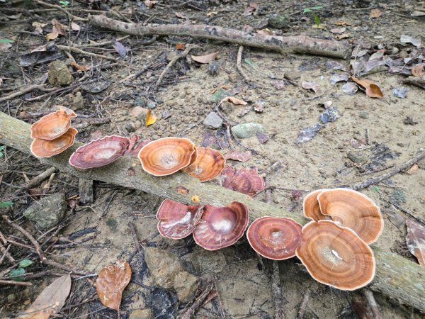 美濃雙溪樹木園（九芎林山）2652551