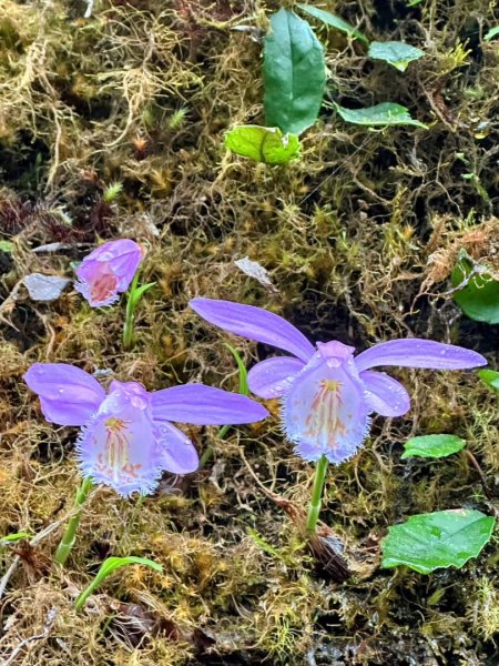 卡保石壁一葉蘭（耘夢谷上逐鹿山下O走）2809526