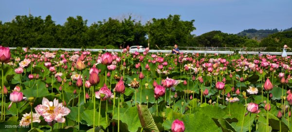 金山清水濕地 5/31 #牡丹蓮 #香水蓮2799977
