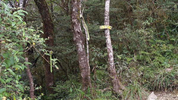 棲松縱走未竟2918326