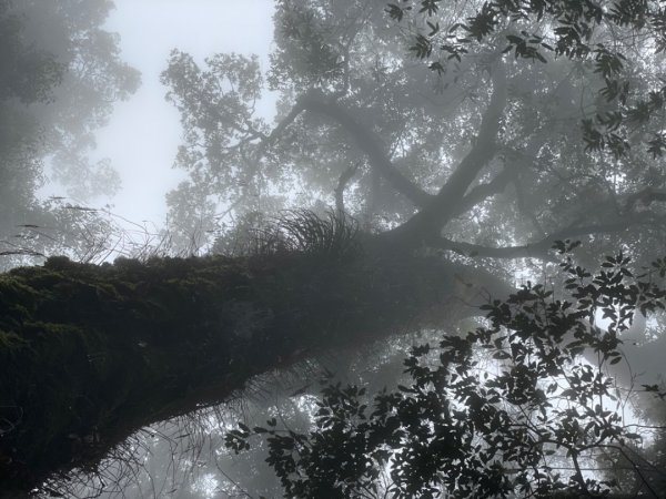 稍來山與藍腹鷴的邂逅2117907